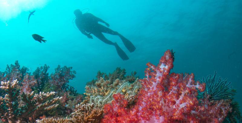 Tanjong Jara Resort, Terengganu - A Small Luxury Hotels Of The World Dungun Esterno foto Scuba diving in the Red Sea